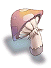Orange Net Mushroom