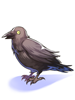 C Crow