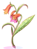 Aloe