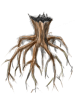 Tree Root